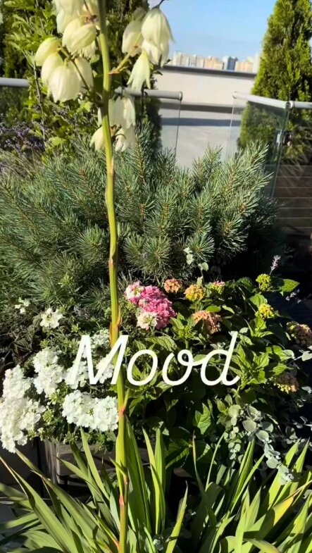 Скрін публікації Лесі Нікітюк