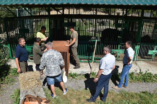 Реабілітацію на Закарпатті пройдуть два ведмеді