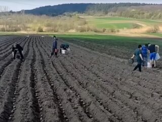 посадка картоплі на городі