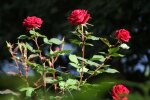 Розы, фото из свободных источников