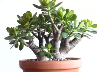 Денежное дерево: скрин с видео