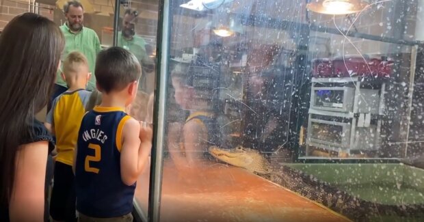 Алігатор вирішив поласувати дресирувальницею