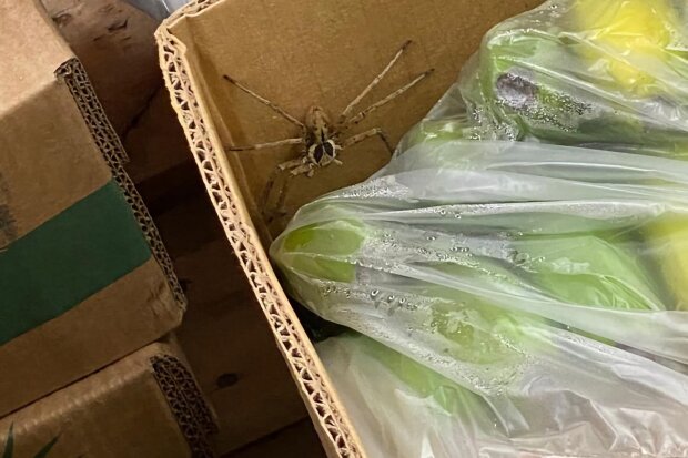 величезний павук-мисливець в ящику бананів