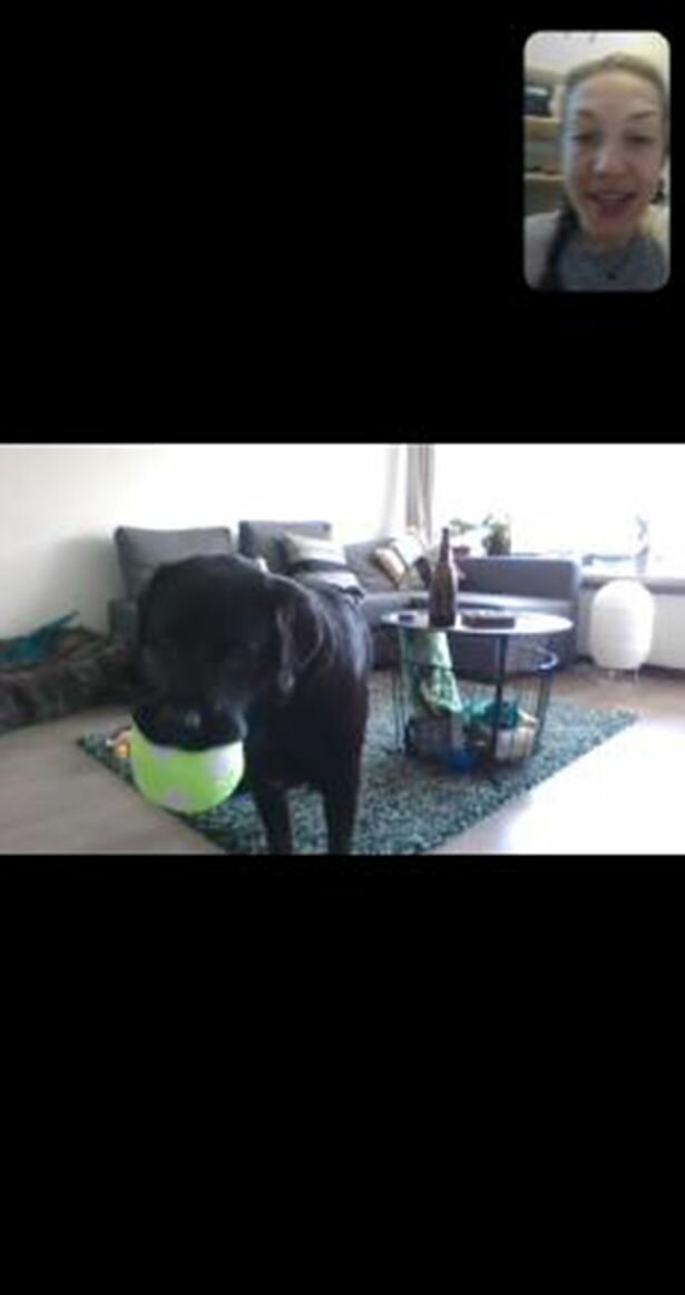 Собачкам створили мобільні телефони