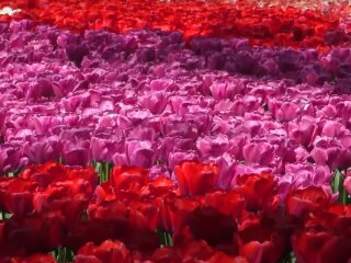 Тюльпаны