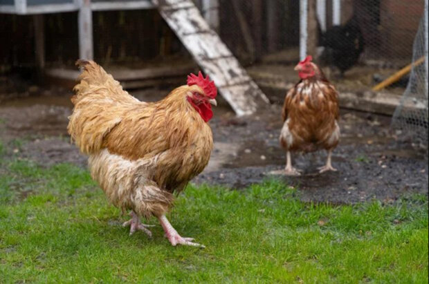 курка, яка стала півнем