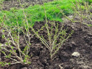 Пересаживание кустов, кадр из видео