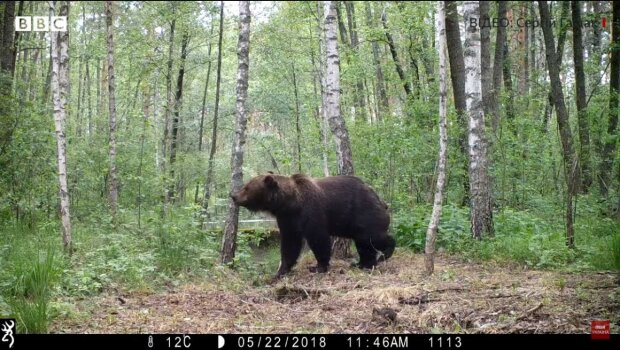 Знімок ведмедя у Чорнобильскії зоні