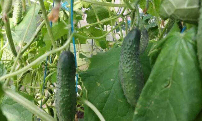 Огірки, город, кадр з відео