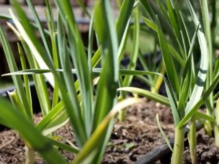 Часник, зображення з вільних джерел