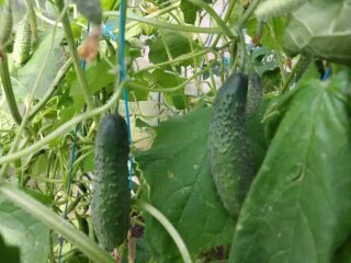 Огірки, город, кадр з відео