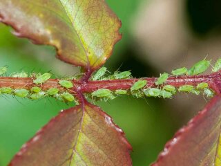 Попелиця, зображення з вільних джерел