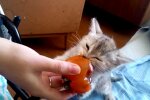 Лікар розповіла, кому не можна їсти хурму