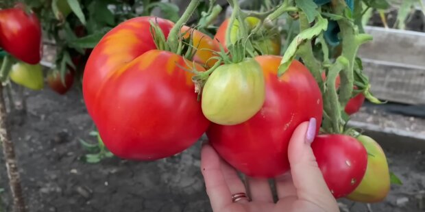 Урожай помідорів