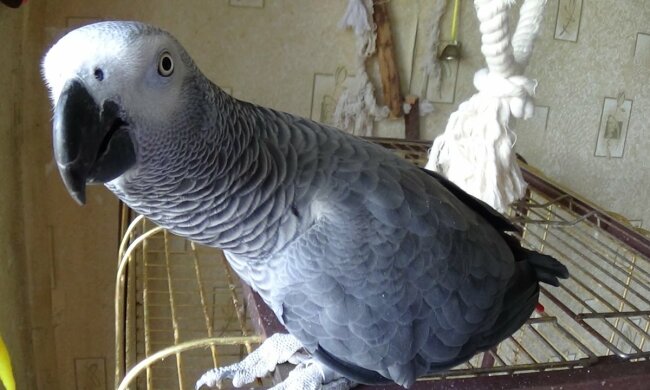 Папуга породи жако