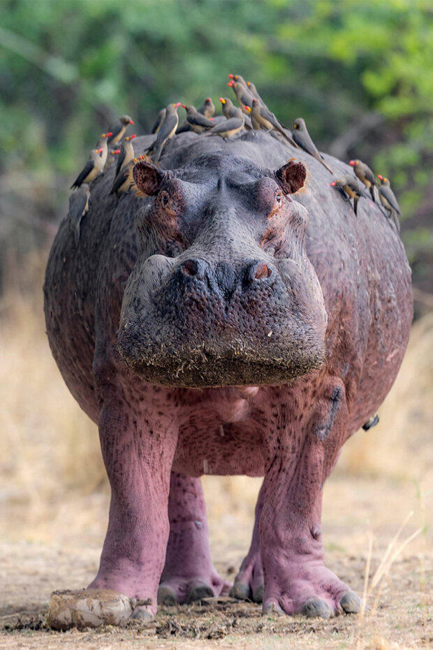 похмурі морди тварин