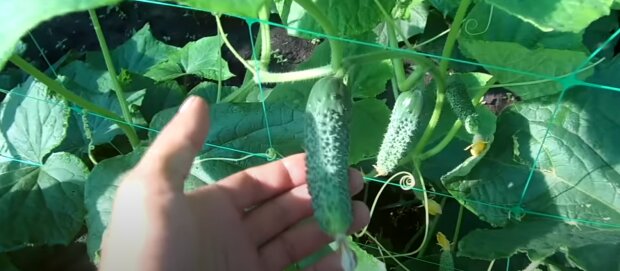 Урожай огірків