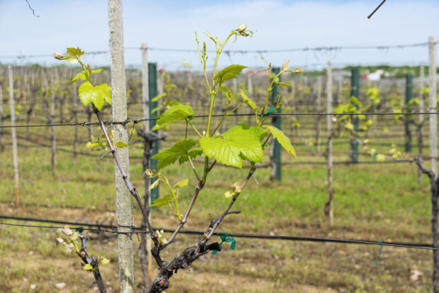 Как правильно подвязать виноград весной: урожая хватит и на домашнее вино, и на компоты