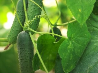 Урожай огірків