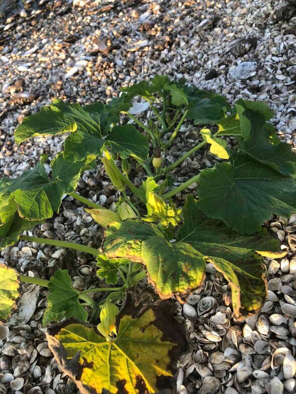 Город на Каховському водосховищі