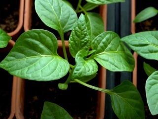 Рассада: скрин с видео