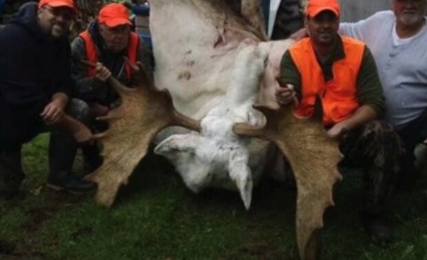 мисливці знищили унікального білосніжного лося