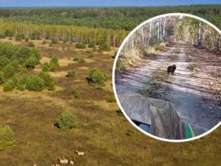 Чернобылький заповедник