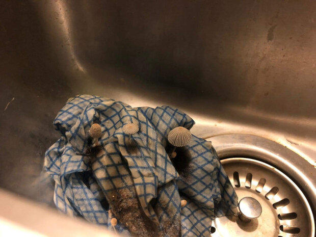 грибы в тряпке