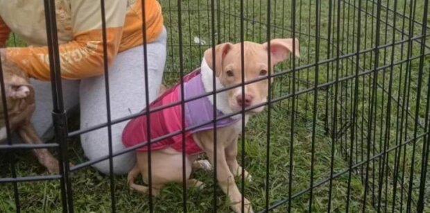 Снимок щенка