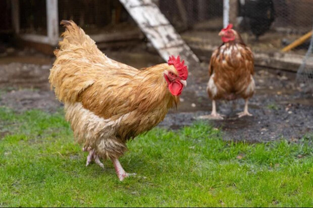 курка, яка стала півнем