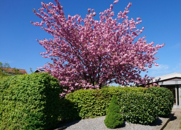 Сакура канзан, фото з вільних джерел