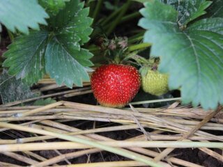Полуниця, зображення з вільних джерел