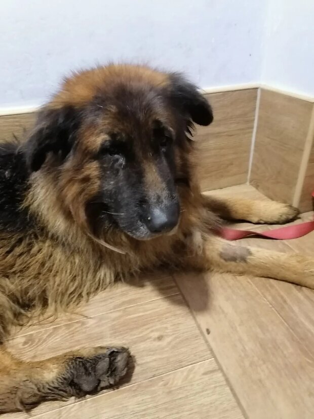 Вівчарка на прізвисько Кирюша