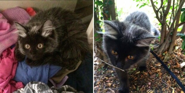 Кошеня "перевертень"