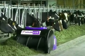 корови, виробництво молока