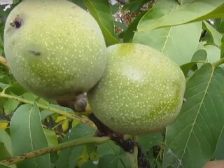 Волоський горіх