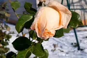 Погода, роза, весна