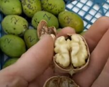 Щедрый урожай грецкого ореха