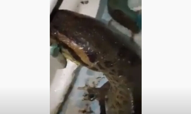 огромная анаконда вылазит из унитаза
