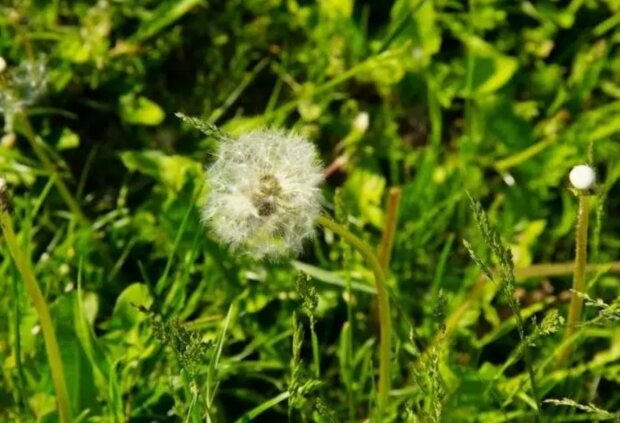 Трава, кадр з відео