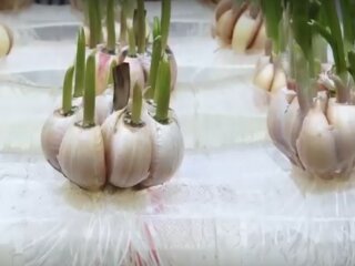 Часник, кадр з відео