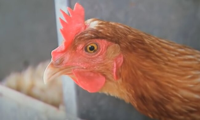 Курка. Фото: скріншот відео.