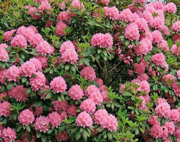 Рододендрон понтикум