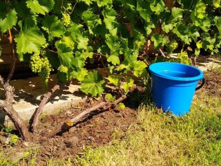 Виноград, кадр из видео