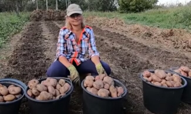 Щедрый урожай картофеля