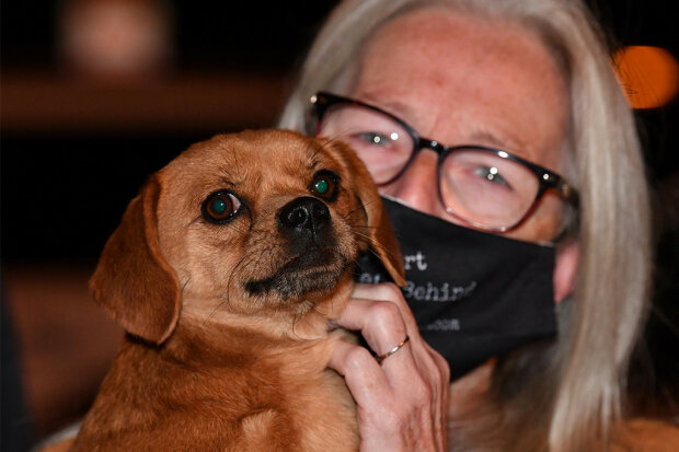 собак хотели пустить на мясо и съесть