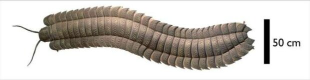 Багатоніжка