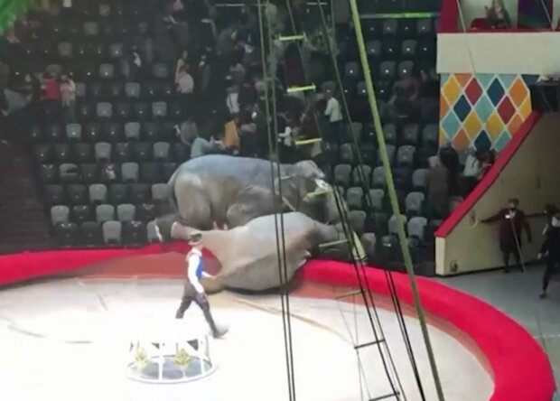 У російському цирку побилися слони