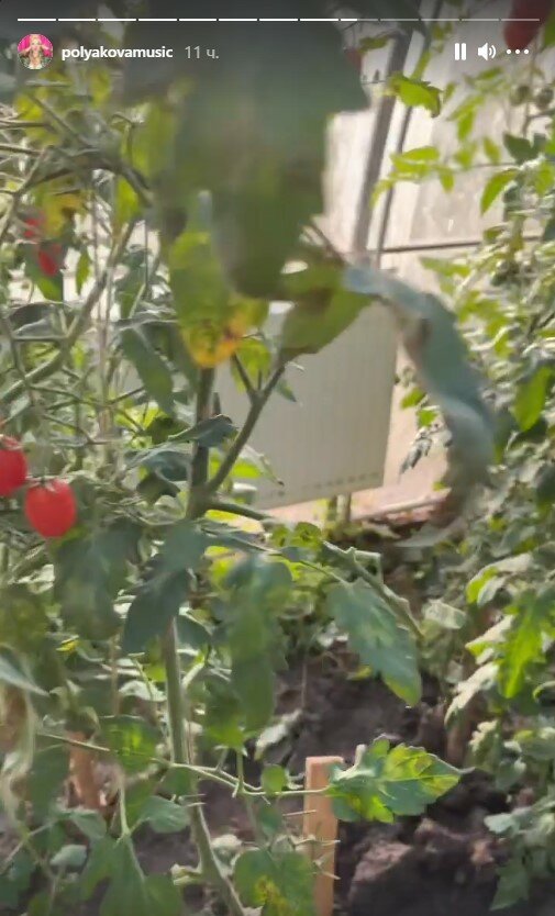 урожай Олі Полякової