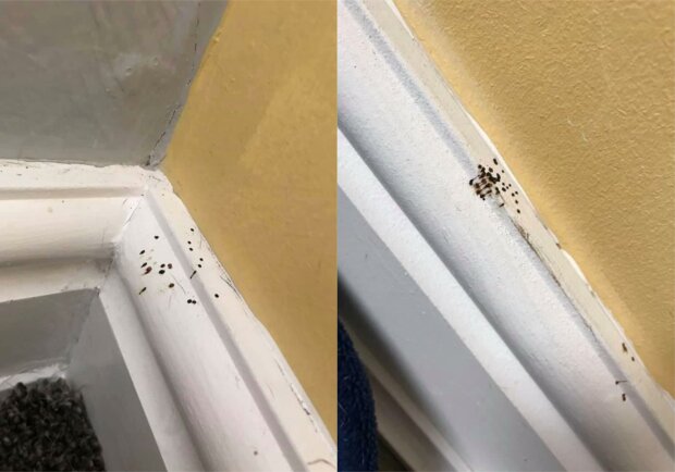 Жінка тривожилася через чорні плями на кухні, але правда виявилася ще страшнішою